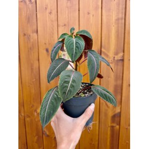 Netýkavka (Impatiens morsei) ‘Velvetea’ – výška 15–20 cm, kont. C1L
